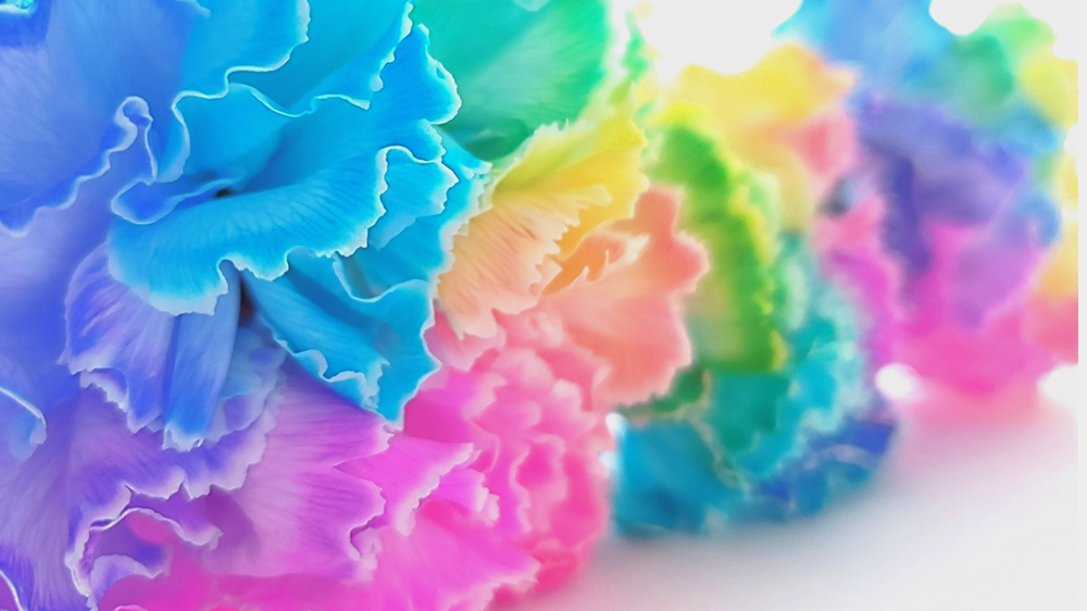 レインボーカーネーション