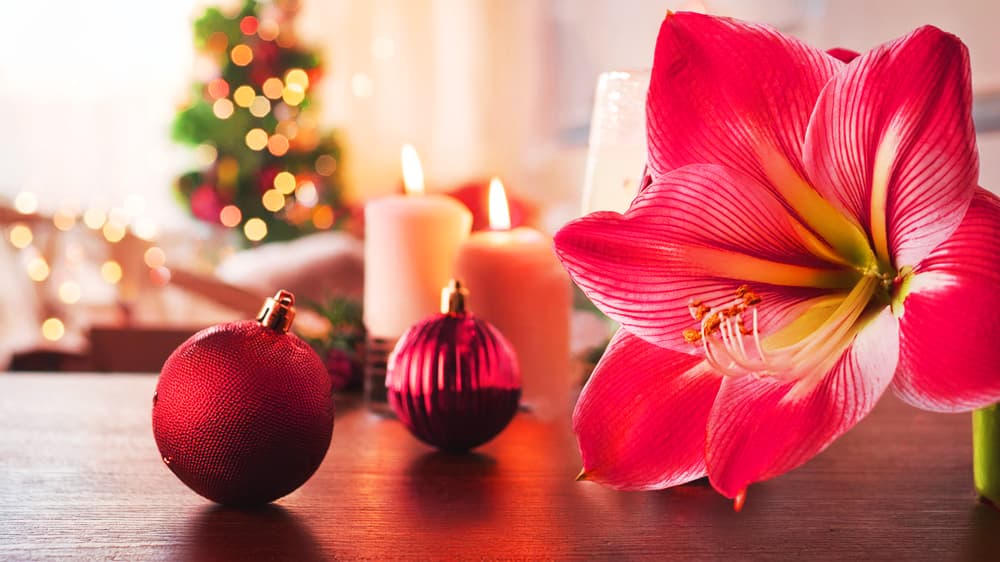 アマリリスの花