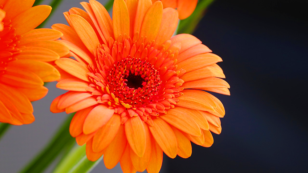 オレンジのガーベラ