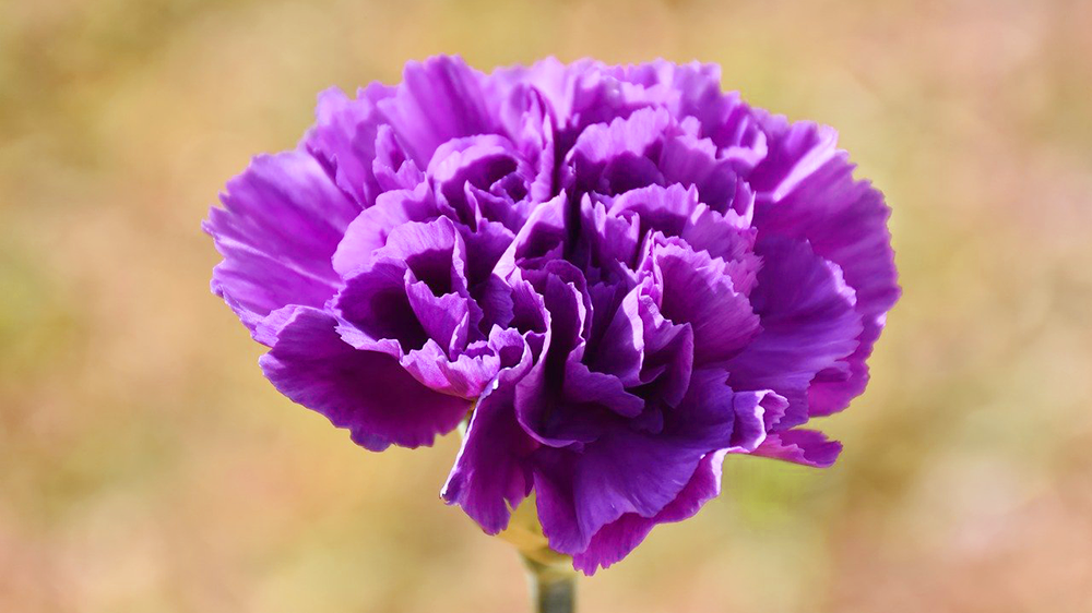 紫のカーネーション