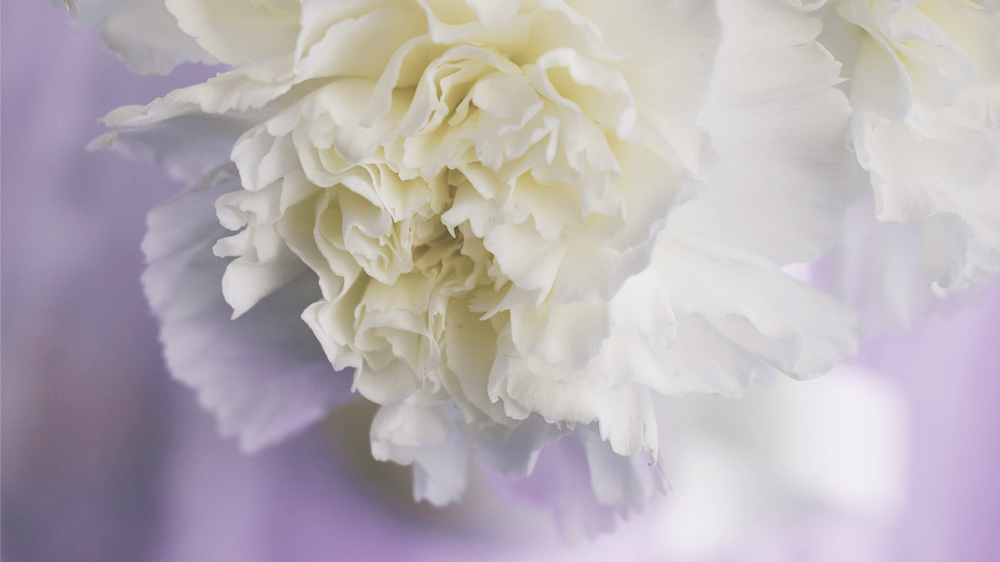 白いカーネーション