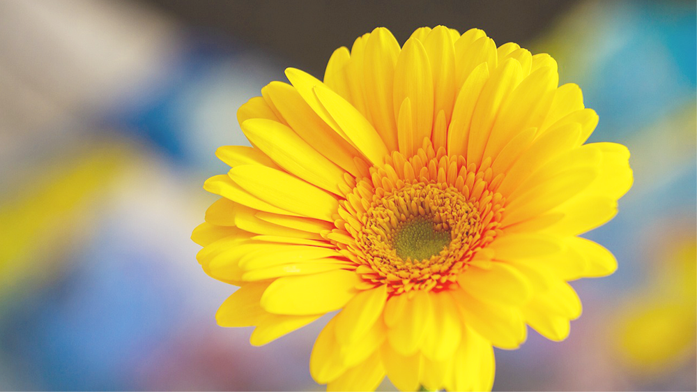 黄色のガーベラ