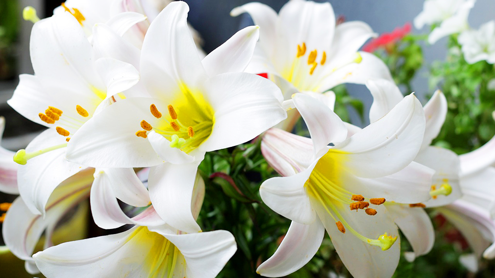 ユリ（百合）の花言葉をまとめてご紹介！色や種類、怖い花言葉も徹底解説！