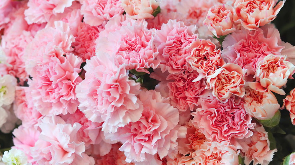 ピンクのカーネーション