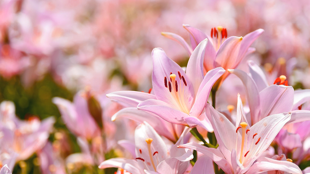 桃（ピンク）のユリ