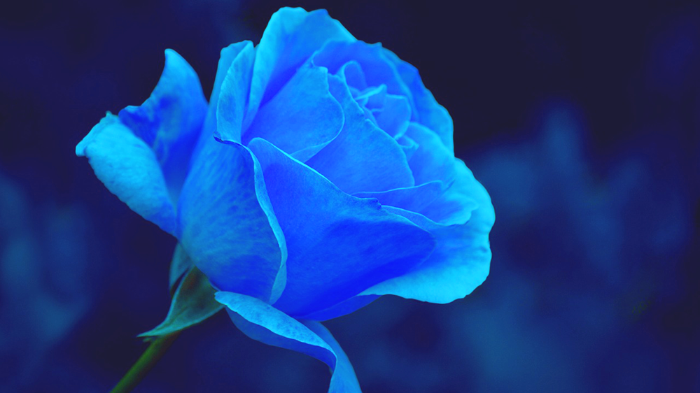 バラ（薔薇）の花言葉【青】