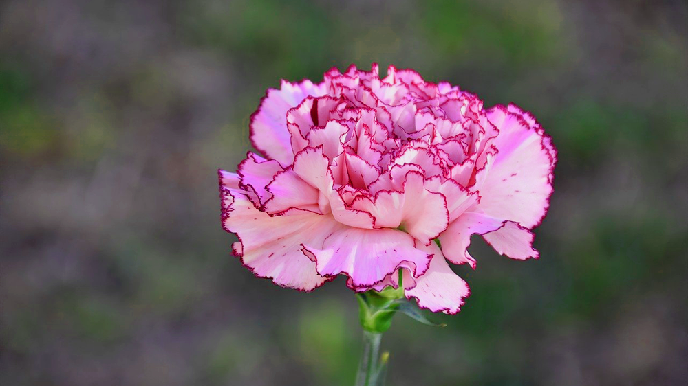 複色のカーネーション