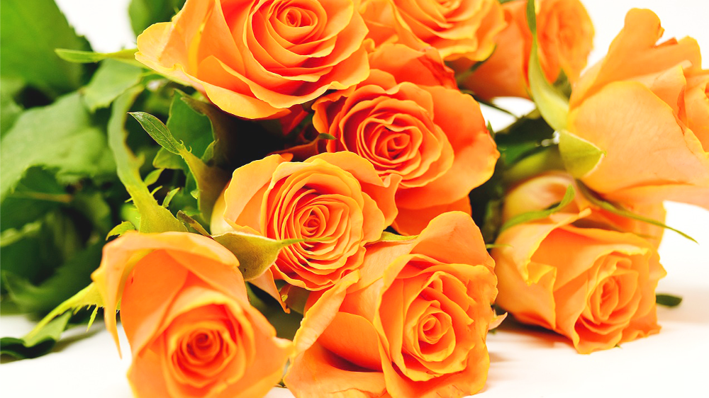 バラ（薔薇）の花言葉【オレンジ】