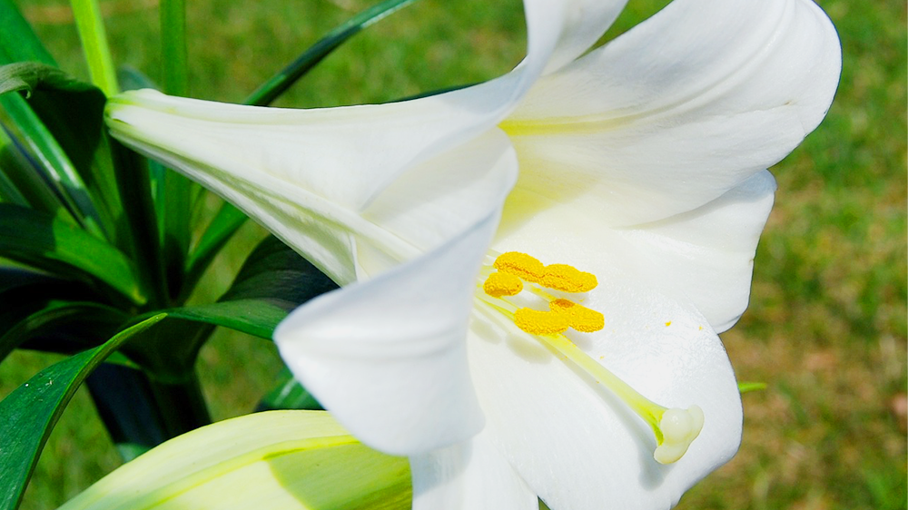 マドンナリリー