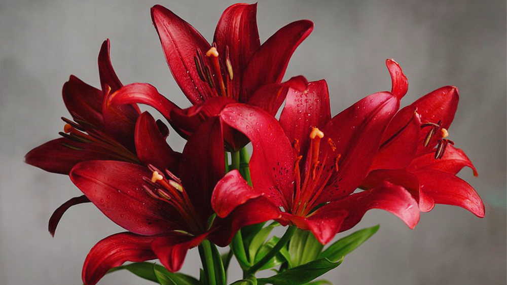 赤（レッド）のユリ