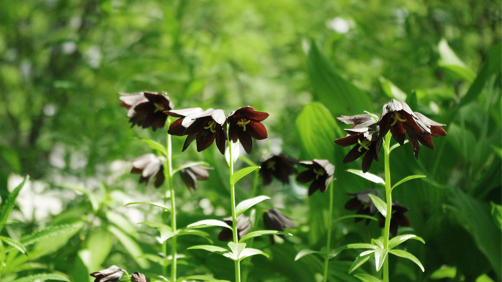 ユリ（百合）には怖い花言葉がある（クロユリ）