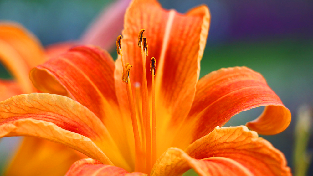 橙色（オレンジ）のユリ