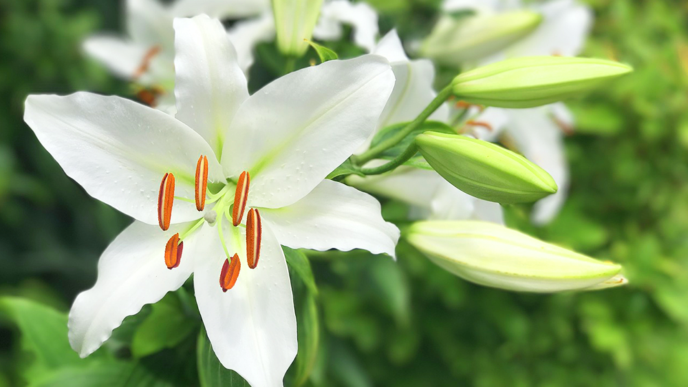 白（ホワイト）のユリ