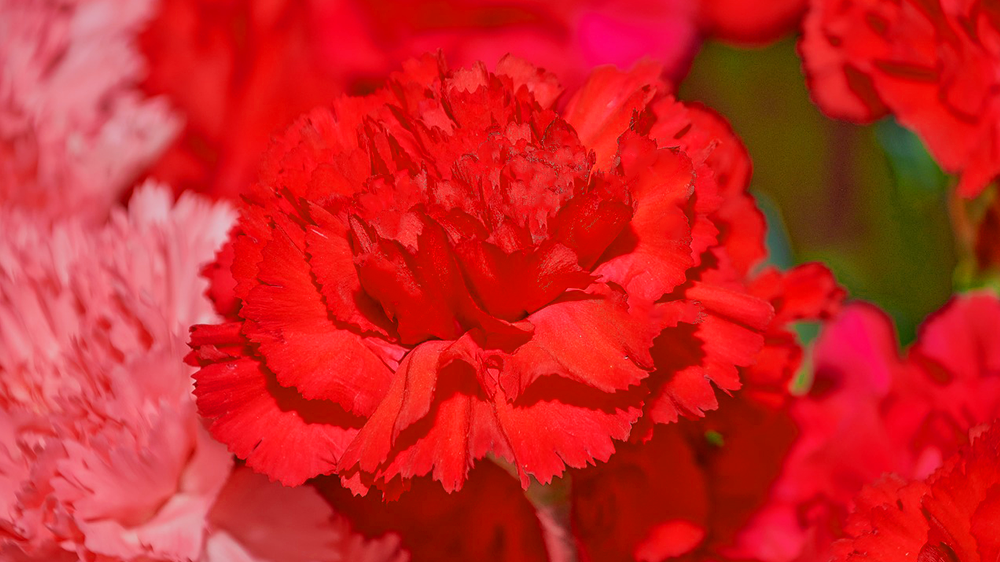 赤いカーネーション