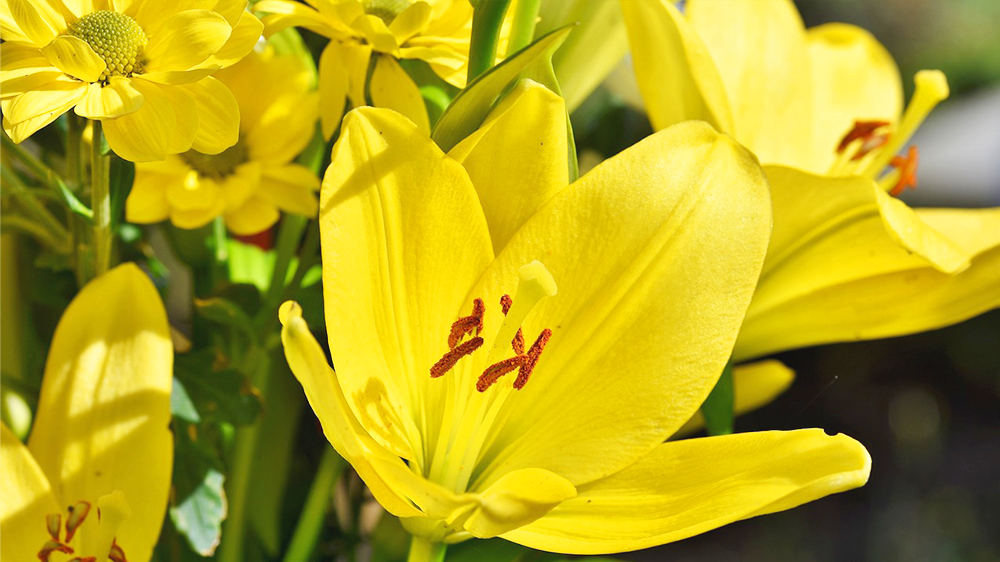 黄色（イエロー）のユリ