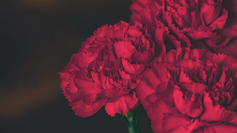 濃い赤のカーネーション