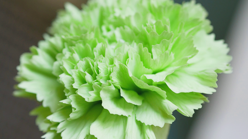 緑のカーネーション