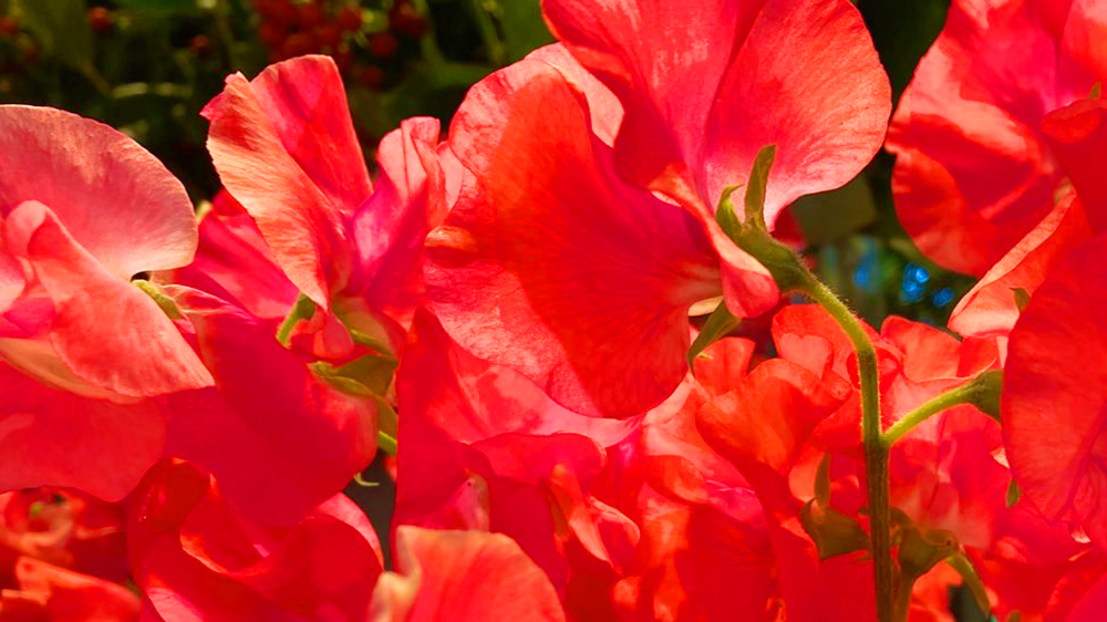 赤色のスイートピー