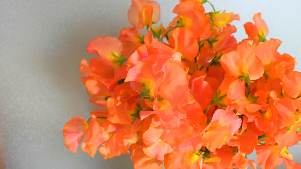 オレンジ色のスイートピー