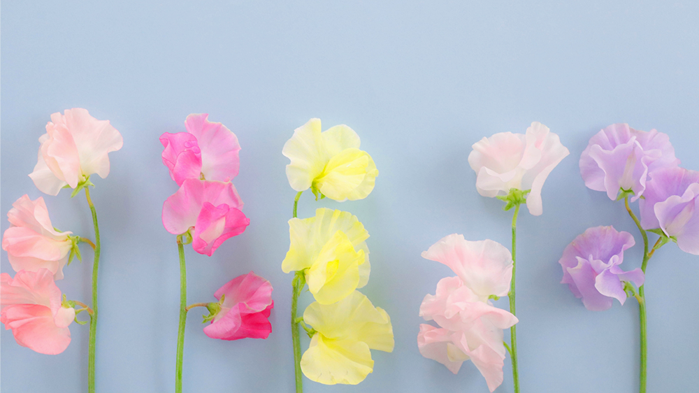 【スイートピーの花言葉】色別の意味や名前の由来を徹底解説！