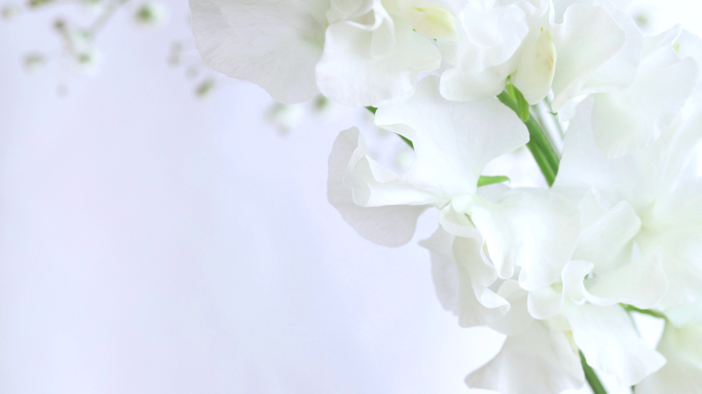 白色のスイートピー