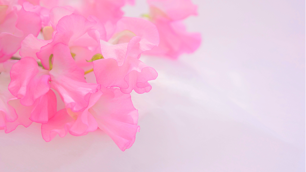 ピンク色のスイートピー